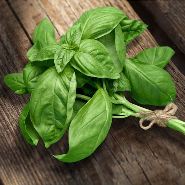 BASIL EXTRA VIRGIN OLIVE OIL